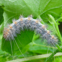 Genus Stictocompe - Tiger Moth - Caterpillar