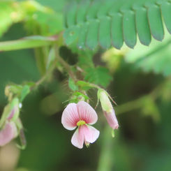 Shyleaf (Aeschynomene americana)