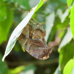Tiger Leafwing (Consul fabius)