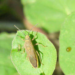 Catorhintha selector