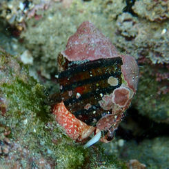 Thorn Latirus (Opeatostoma pseudodon)