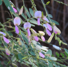 Florida Hammock Milkpea (Galactia striata)