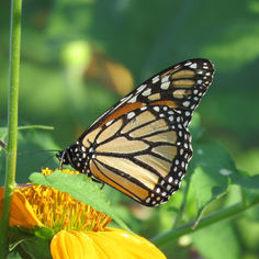 Monarch Butterfly (Danaus plexippus)
