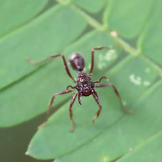 Ectatomma ruidum Ant (Female)