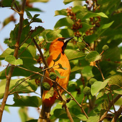 Streak-backed Oriole (Icterus pustulatus)