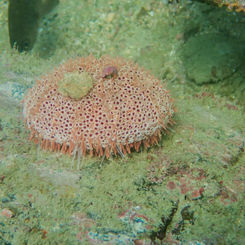 Rose Flower Urchin (Toxopneustes roseus)