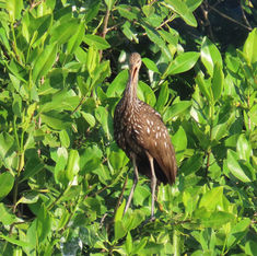 Limpkin (Aramus guarauna)