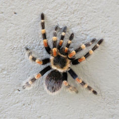 Mexican Redknee Tarantula (Brachypelma smithi)