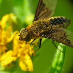 Chrysanthrax - Banded Bee Fly