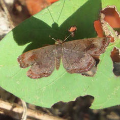 Genus Calephelis - Metalmark Butterfly