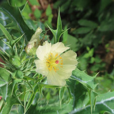 Prickly Poppy (Argemone ochroleuca)