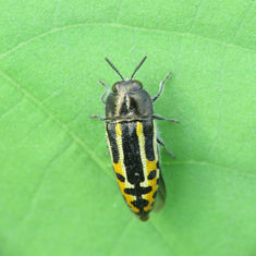 Acmaeodera scalaris