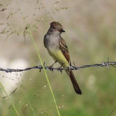 Ash-throated Flycatcher (Myiarchus cinerascens)