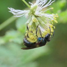 Sweat Bees (Tribe Augochlorine)