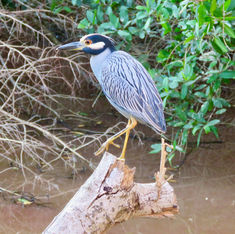 Yellow-crowned Night Heron (Nyctanassa violacea)