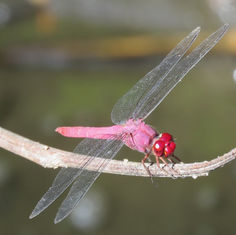 Carmine Skimmer (Orthemis discolor)