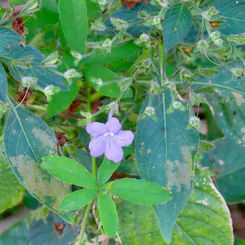 Genus Ruellia