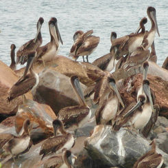 Brown Pelican (Pelecanus occidentalis)
