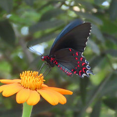 Pink-Spotted Cattleheart (Parides photinus)