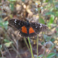 Crimson Patch (Chlosyne janais)