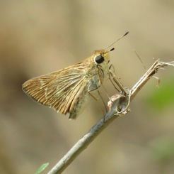 Eufala Skipper (Lerodea eufala)