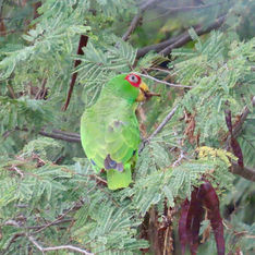White-fronted Parrot (Amazona albifrons)