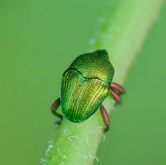 Eurhinus aeruginosus