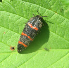 Acmaeodera trizonalis