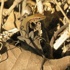 Rainbow Ameiva (Holcosus undulatus)
