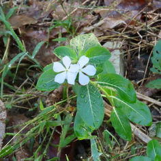 Madagascar Periwinkle (Catharanthus roseus)