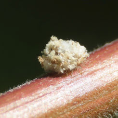 Green Lacewing Larva