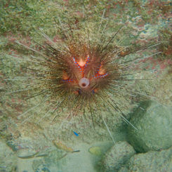 Pin Cushion Sea Urchin (Astropyga pulvinata)