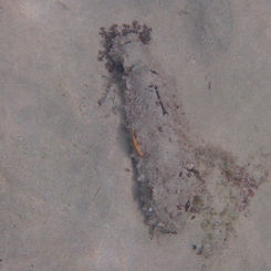 Sandy Sea Cucumber (Holothuria inornata)