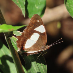 Leading Red-ring (Pyrrhogyra neaerea)