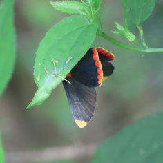 Red-bordered Pixie (Melanis pixe)