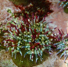 Cortez Sea Anemone (Bunodosoma californicum)