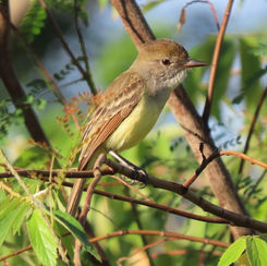 Brown-crested Flycatcher (Myiarchus tyrannulus)