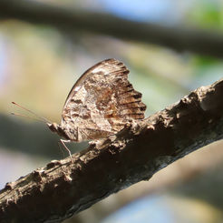 Blackened Bluewing (Myscelia cyananthe)