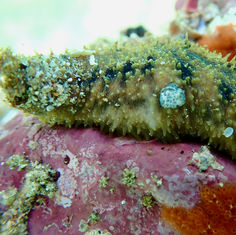 Bottleneck Sea Cucumber (Holothuria impatiens)