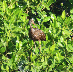 Limpkin (Aramus guarauna)