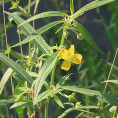 Mexican Primrose-Willow (Ludwigia octovalvis)