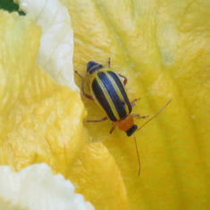 Flea Beetles (Genus Acalymma)