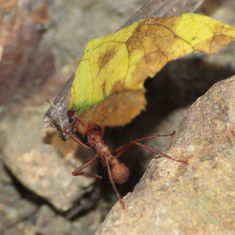 Acromyrmex octospinosus - Leaf-cutter Ants
