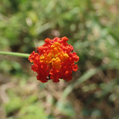 Common Lantana (Lantana camara)