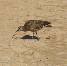 Hudsonian Whimbrel (Numenius hudsonicus)