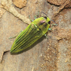 Jewel Beetles (Genus Agaeocera)