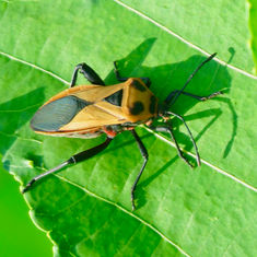 Leaf-footed Bugs (Sagotylus confluens)