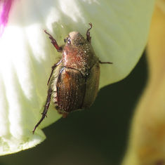 Anomalini Chafer Beetle