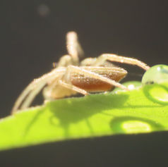 Eustala Orbweaver Spider