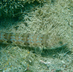 Sauro Lizardfish (Synodus lacertinus)